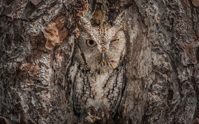 ¿Es la invisibilidad del sector solidario, una estrategia a seguir?