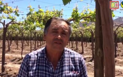 Testimonio del pequeño productor de uva, Carlos Leiva, de MI FRUTA (Chile)