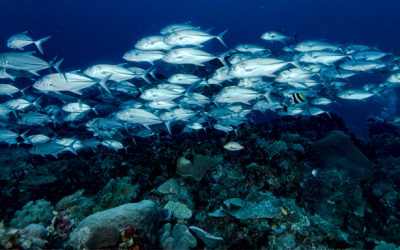 Capital natural en declive: grandes apuestas para Asia y el Pacífico