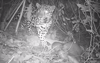 El felino más grande de América hoy habita en La Guajira